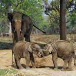 Chitwano džiunglės ir Sauraha gatvės. Čia gamta vaikšto kartu su žmonėmis.